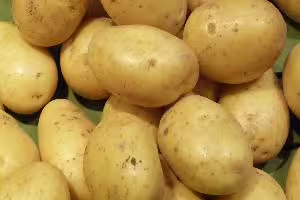 potato