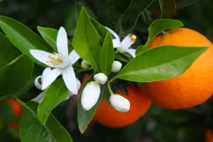 Orange Blossom