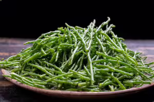 salicornia