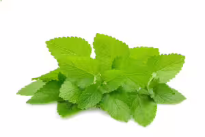 lemon balm