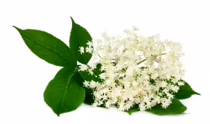 Elderflower