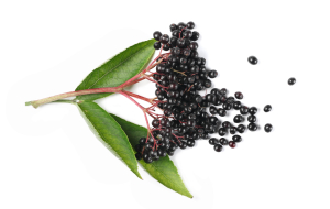 Elderberry bay