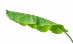 banana leaf