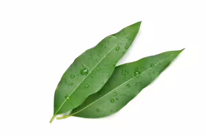 curry leaf