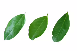 lemon leaf