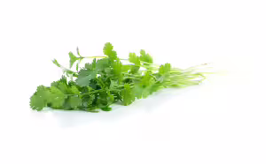 coriander leaf
