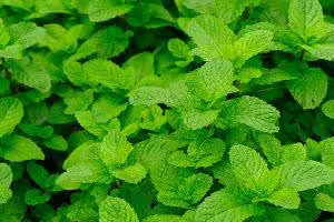 Mint leaf