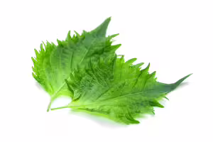 shiso leaf