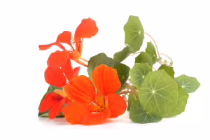 nasturtium