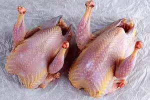 partridge