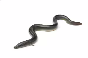 Eel