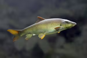 barbel