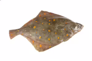 plaice