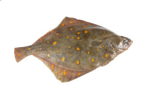 plaice