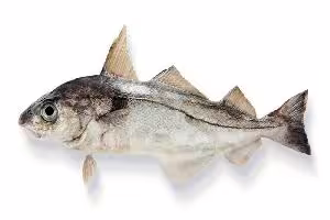 haddock