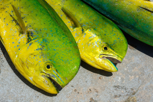 mahi mahi