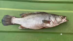 Nile perch