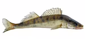pike perch