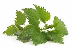 nettle