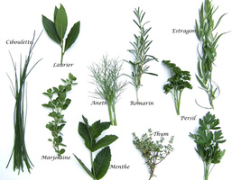 Plantes & Herbes aromatiques